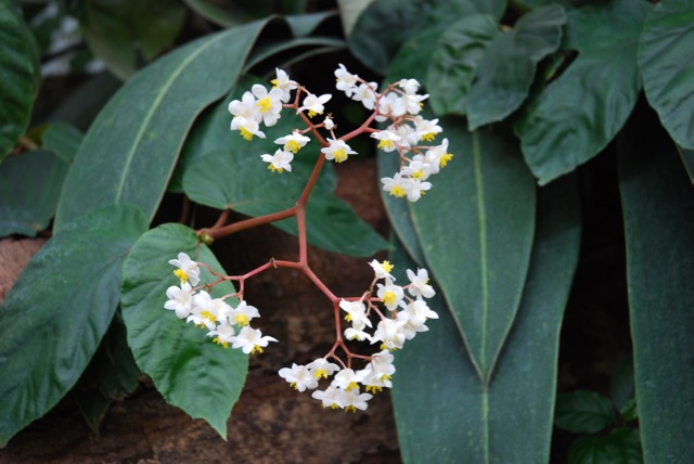 B. hookeriana